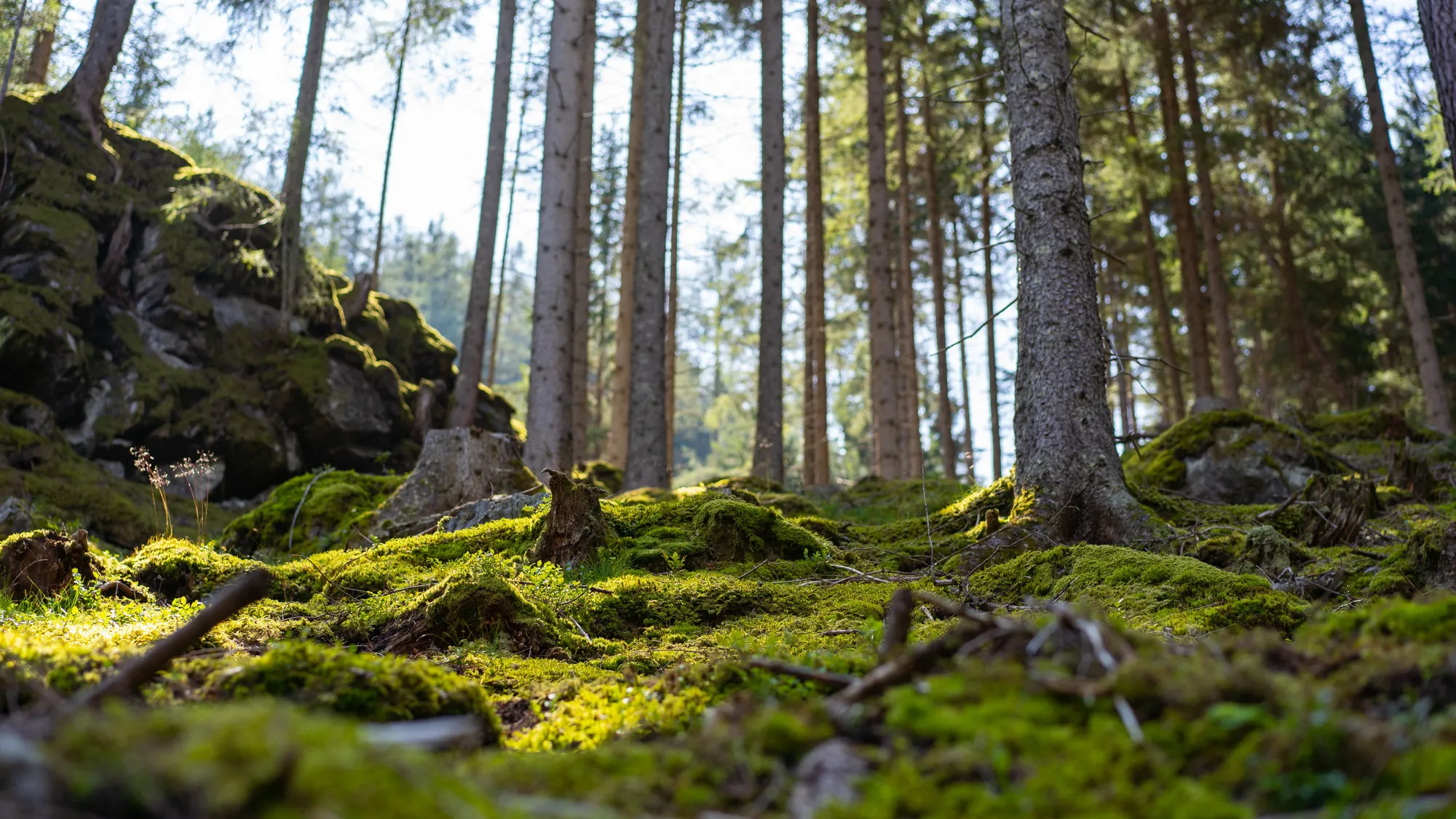 forest floor covered in moss