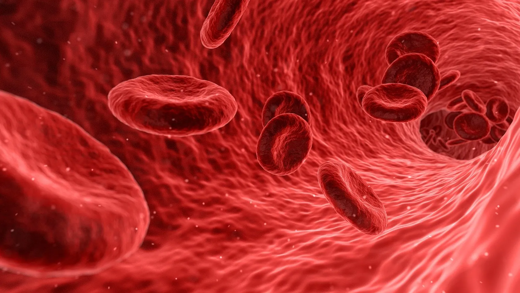 red blood cells