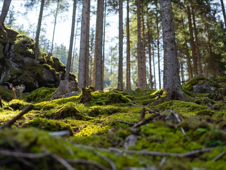 forest floor covered in moss